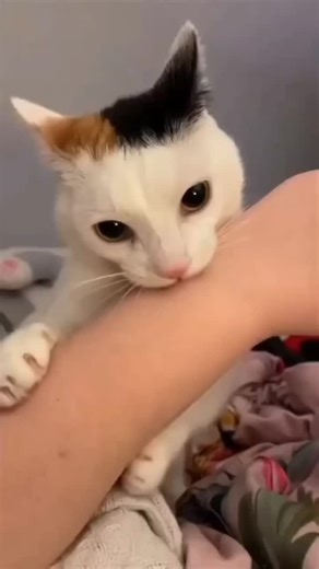 cat on Instagram: "Day :- 914 #cat"