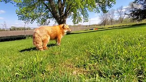 377K views · 10K reactions | DixieDo sings to her fans | Saveafox Corporation | Facebook