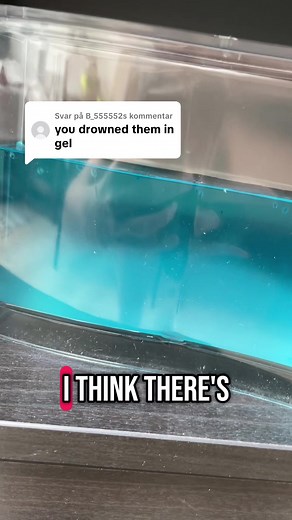 Understanding Ant Behavior in Ant Farms