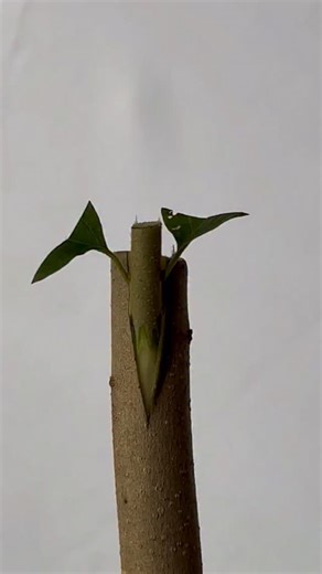 EcoBon on Instagram: "Fruit Tree Grafting Secrets 🌱 | Heat Preservation & Moisture Retention Fruit tree grafting made simple! 🌳 In this video, I’m sharing an effective grafting technique that helps with heat preservation and moisture retention, ensuring a higher success rate and faster plant growth. #FruitTreeGrafting #PlantGrafting #GardeningTips #PlantCare #MoistureRetention"