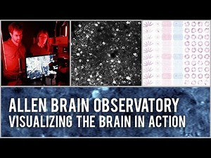 Allen Brain Observatory: Visualizing the brain in action