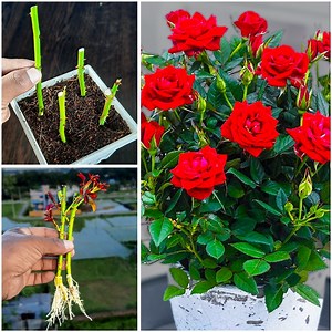 28K views · 358 reactions | Grow a rose tree from a cutting easy step-by-step guide for beginners! | Dian Creative | Facebook