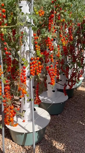 Agrotonomy on Instagram: "A vertical farm using aeroponic towers is fully automated, including nutrient dosing, irrigation scheduling, and water delivery. After the towers are assembled, the only manual tasks are transplanting seedlings and harvesting crops. #farming #agriculture #gardening #aeroponics #vegetables #verticalfarming #hydroponics #soilless"