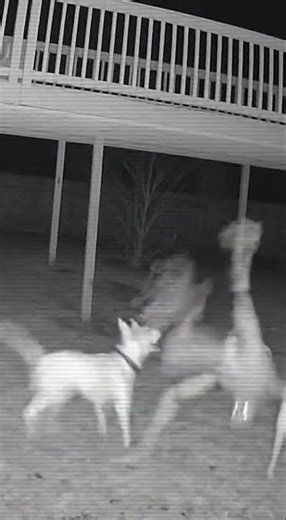 "Wait for the vanish... 💀🚫 #GlitchInTheMatrix"