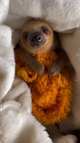 Baby Sloth Cuteness Overload 🥹🥰 | Pubity Video