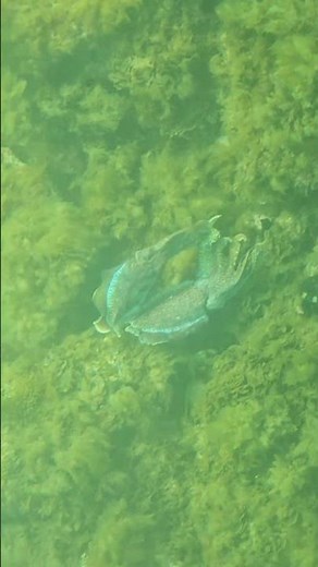 Australian Giant Cuttlefish Breeding Season