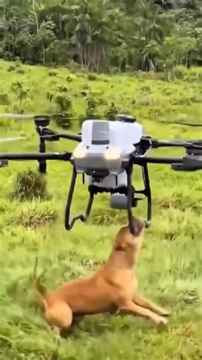 🚁 Loving My Amazing Military-Grade Drone! Absolute Game-Changer! 🚁 Incredible tactical stealth tech we can finally own - flies perfectly every time! Silent operation, gorgeous 4K footage, and virtually indestructible. 📸 This brilliant drone revolutionized my photography instantly! 💯 Get yours while they're still 50% OFF 👉 https://news.ghostwingofficial.com/v4 | Good Vibes Only