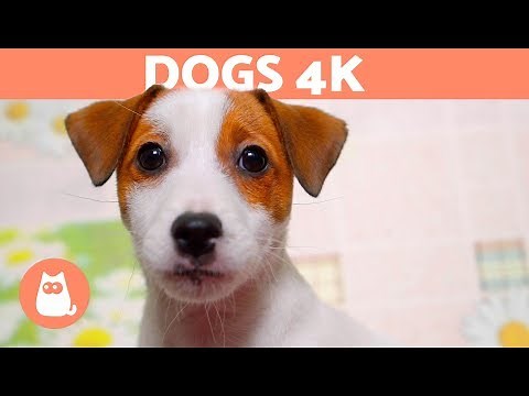DOGS 4K|Cute DOGS & PUPPIES in 4K Ultra HD 🐶
