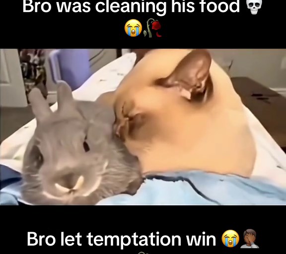 #Meme #entertainment #catlovers #cattok