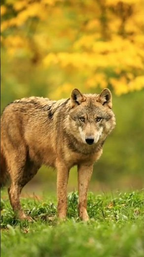 Iberian Wolf – Guardian of Spain & Portugal’s Wild Lands 🌲#IberianWolf #Wildlife #NatureShorts