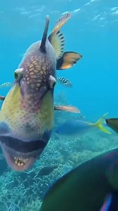 5.9K views · 161 reactions | Close encounter with the mighty titan triggerfish.  Some people love it, some people hate it.. What’s your experience with this fish? &️ IG @underwater_images Great Barrier Reef, Australia #ScubaDiving #PADI #scubadivers #triggerfish #GBR | Scuba Diving Magazine | Facebook