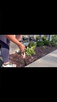 Review - Solar Pathway Lights Outdoor #outdoorlights #solarlights