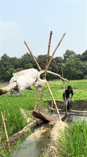 Irrigating the paddy field using a traditional method
