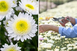 When Is It Too Late To Cut Back Mums? – TheGrowingLeaf