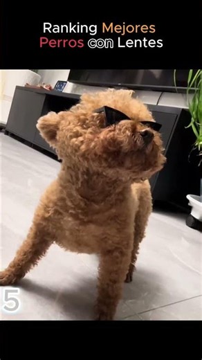 Ranking Perros con Lentes