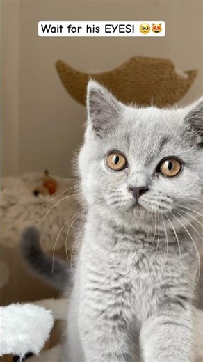 Pesteh's Little Mission: Coming to Say Hi! 🐾👀 #pesteh #britishshorthair #kitten #catmom