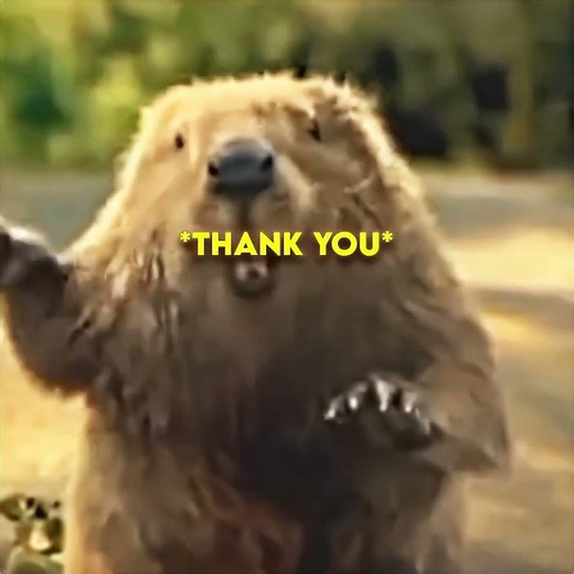 Beaver Saves a Man’s Life in the Most Unexpected Way ❤️‍🩹
