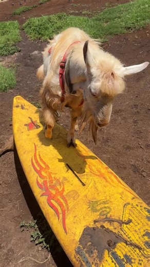Ever wonder what a buck does all day? This is a day in the life of Henry, one of our prized bucks! #surfinggoatdairy #mauitourism #upcountrymaui #maui #goatfarm #goat #mauilife #goatcheese #love #instagood #trending #exporepage #viral #picoftheday #summer #instadaily #repost #nature #trendingnow #fun #smile #food | Surfing Goat Dairy