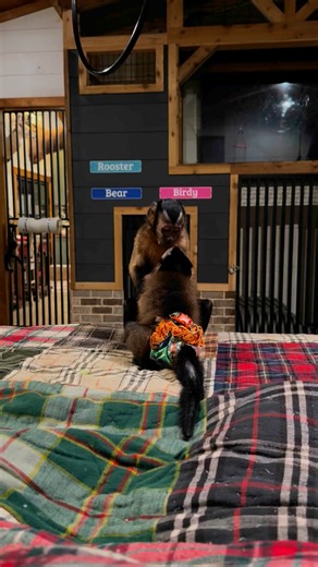 196K views · 10K reactions | Bunny & Bear having a moment 冀勺#monkeys #fyp #animals #cute #baby | Our Life Adventures | Facebook