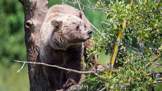 Streift ein Braunbär durch Bayern? Haarprobe gibt Antwort