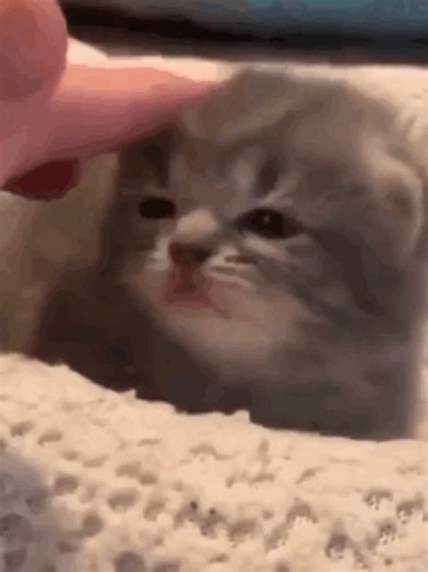 Cute Kitten Video Compilation - Adorable Kittens & Aesthetic Cats