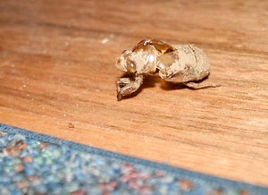 Summertime Song of the Cicada