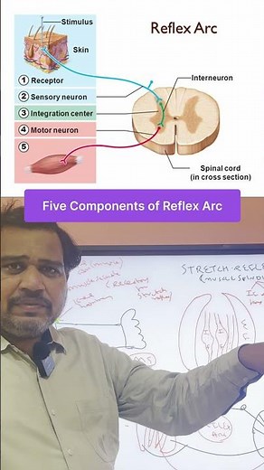 The 5 Components of a Reflex Arc Explained in 10 Seconds!