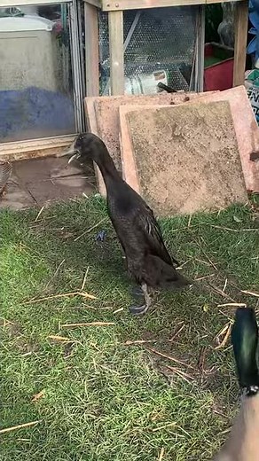 Indian Runner Duck Alert Quack