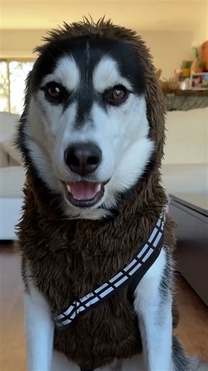 My Dog Sounds Like Chewbacca!!!