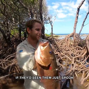 299K views · 3.6K reactions | There was thousands of fish in the mangroves! | Back 2 Basics Adventures | Facebook