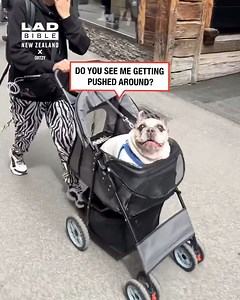 20K views · 191 reactions | This bulldog comes with a built in alarm system  | LADbible New Zealand | Facebook