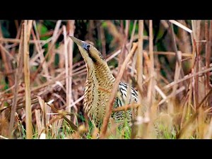 De mysterieuze Roerdomp vermomd als riet..