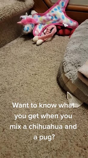 Chuggles: The Unique Chihuahua Pug Mix