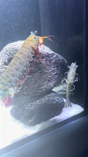 The Color Vision That Breaks Physics #MantisShrimp #Wildlife