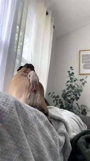 Vienna's Priceless Reactions: Pug's Drama and Funny Scream 🫣