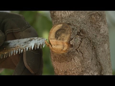 Proper Way to Cut a Tree Branch – This Week in the Garden