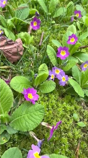 Первоцвет бесстебельный Primula acaulis.