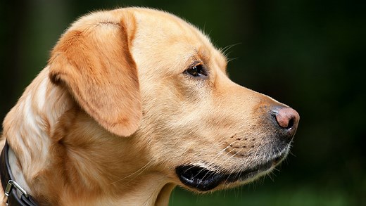 FDA announces dog food brands that could cause heart failure
