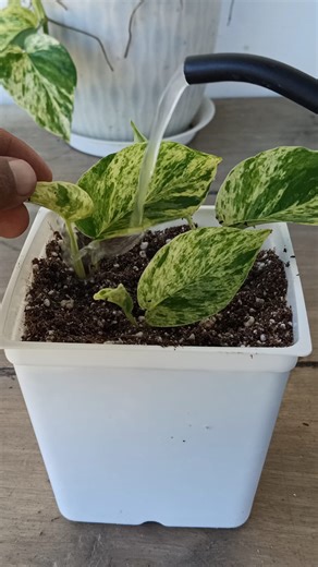 27K views · 288 reactions | Pothos Propagation Made Easy!  Watch the Roots Grow . . . . #pothos #gardening #garden #plants #reels #trendingreel #trendingreelsvideo #facebookviral #facebookreel #facebookreelsviral | Gardening Ideas | Facebook