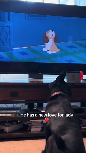 Funny Dog Howling on TV