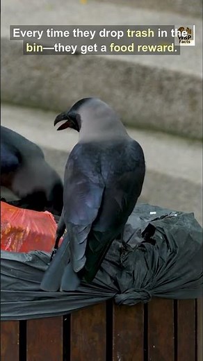 Smart Birds Clean Up Parks for Snacks🐦♻️#animalfacts