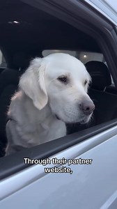 Denied business access because of your dog? Register as a Service Dog owner and enjoy uninterrupted companionship. | Federal Service Dog Registration