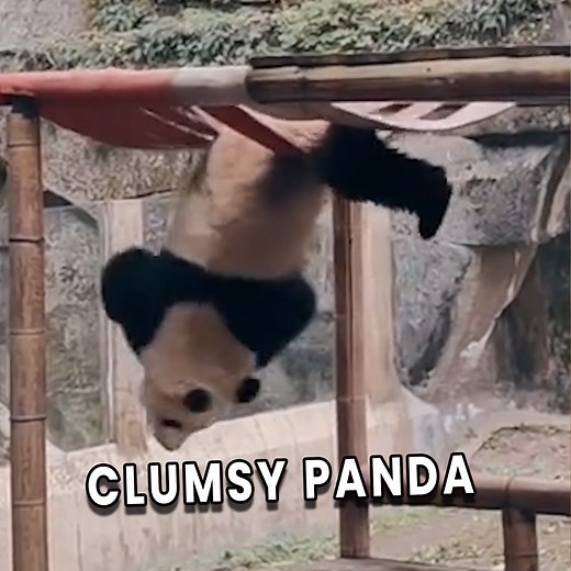 Adorable panda takes clumsy to a whole new level! 🐼😂 #Panda #Fail | Awesome Videos