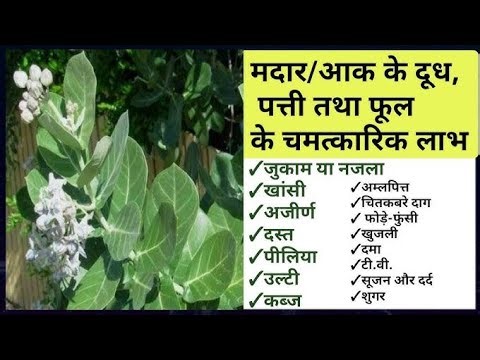 "मदार के पत्तों से जोड़ों के दर्द को करें दूर" या "जोड़ों के दर्द का आयुर्वेदिक इलाज"