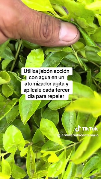 Plagas en Duranta: Cómo Proteger tus Plantas