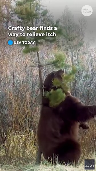 17K views · 208 reactions | No back scratcher? Quick-witted bear was spotted using what Mother Nature provided to help relieve its back itch! | USA TODAY | Facebook