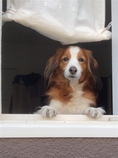 ひょっこりとおはようするコイケルボーイ。#コイケルボーイ #コーイケルホンディエ #コイケル #kooikerhondje #kooiker #科克尔犬 #おはようコイケルボーイ