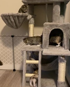 312K views · 10K reactions | Why do I break out in random accents?...