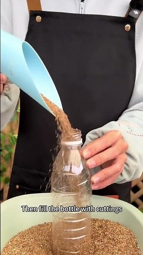 Air Layering Magic: Grow Roots on Branches Without Cutting #airlayering#plantpropagation