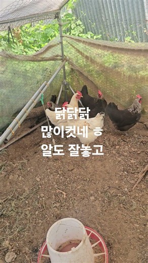 #토종닭#건강닭#닭을키우는재미가쏧쏠하다네